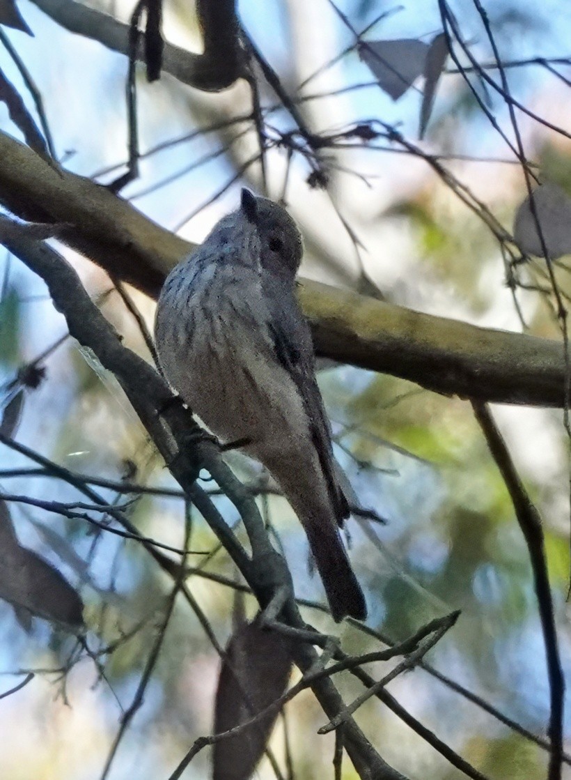 Rufous Whistler - ML646313721