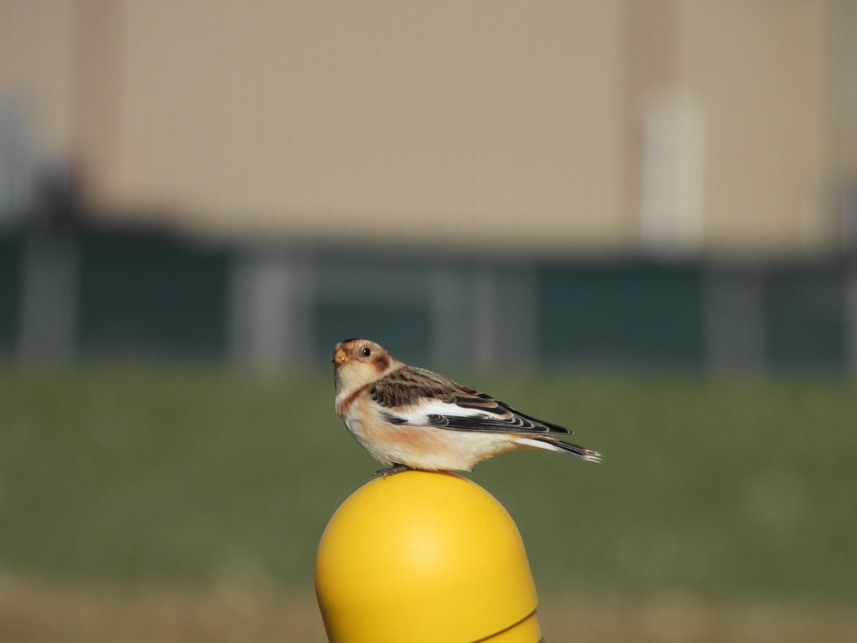 Snow Bunting - ML646313723