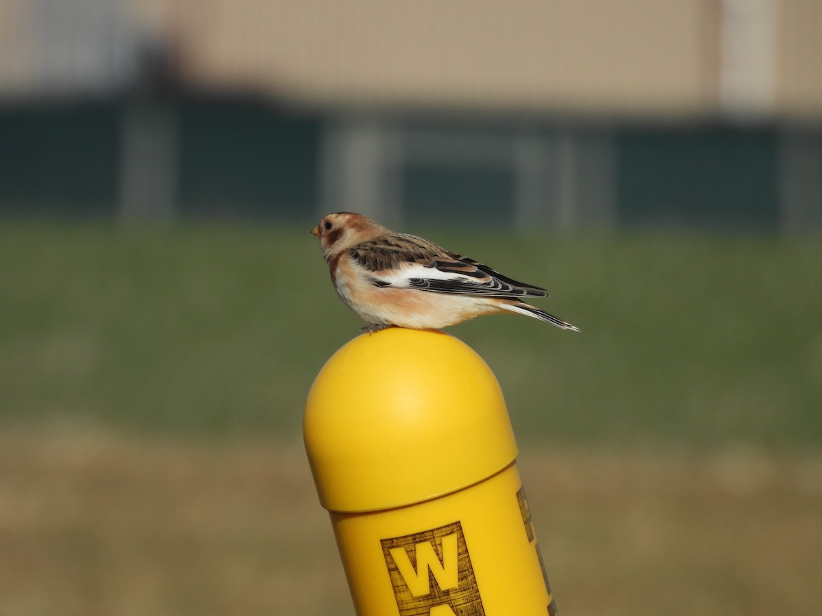 Snow Bunting - ML646313724
