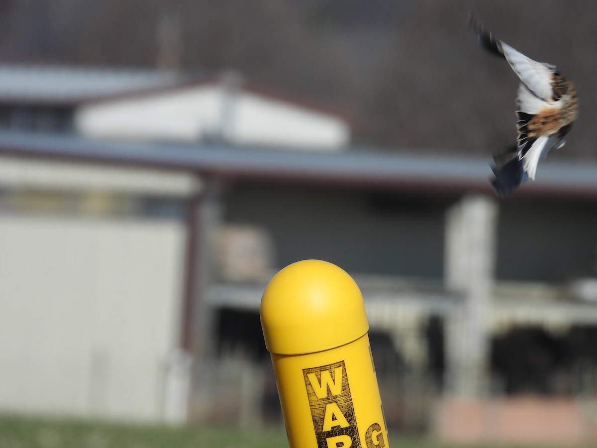Snow Bunting - ML646313725