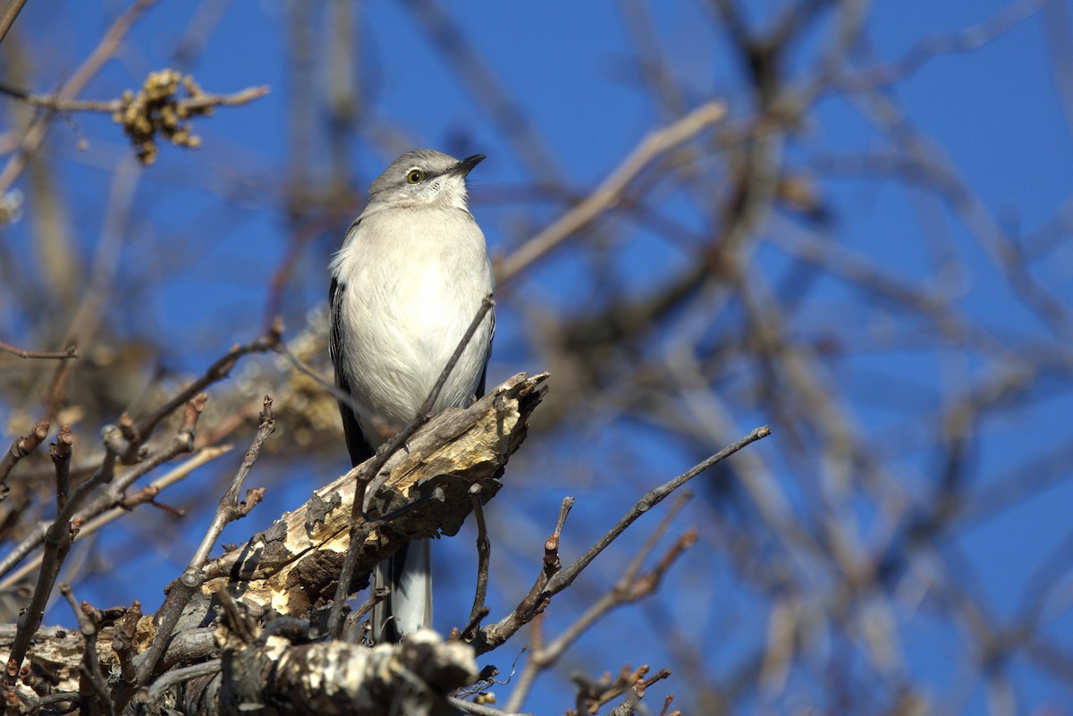 חקיינית צפונית - ML646313727