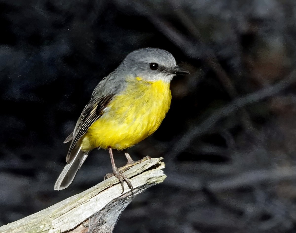 Eastern Yellow Robin - ML646313729