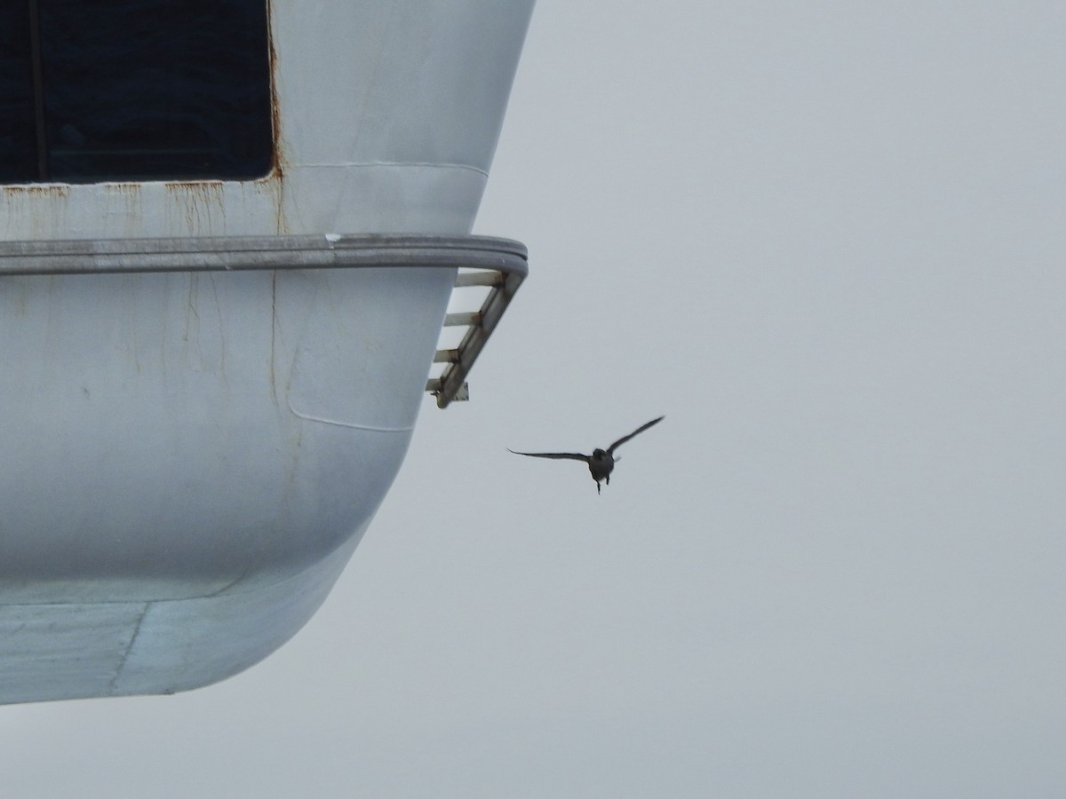 Peregrine Falcon - ML646313730