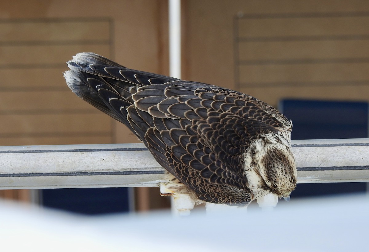 Peregrine Falcon - ML646313731