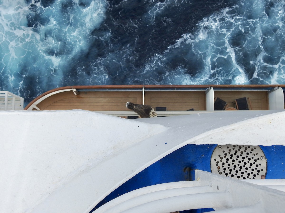 Peregrine Falcon - ML646313732