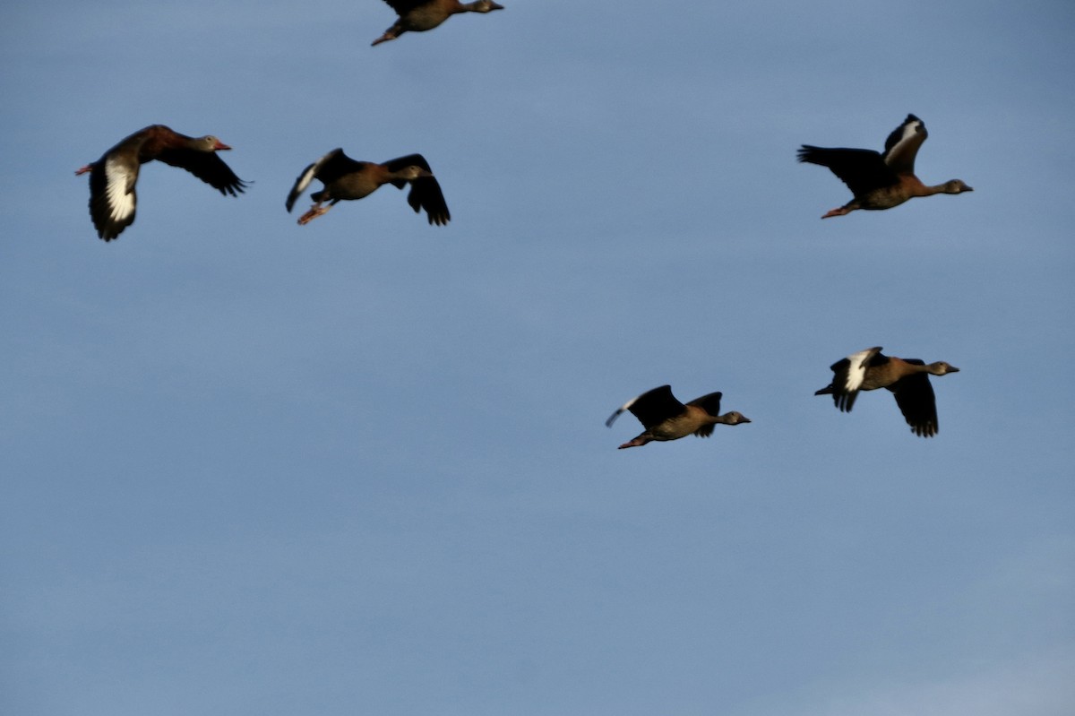 Black-bellied Whistling-Duck - ML646313734