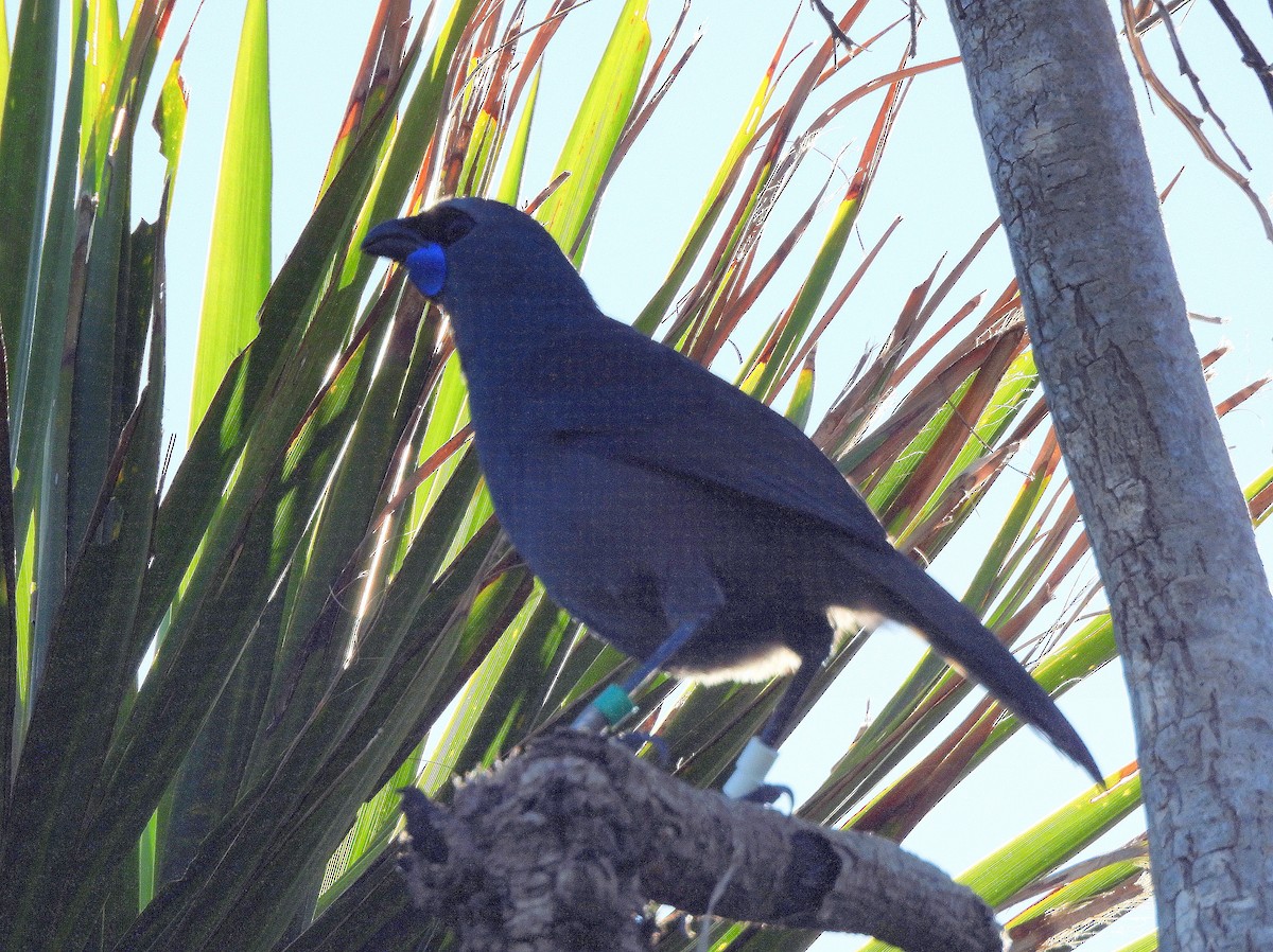 North Island Kokako - ML646313737