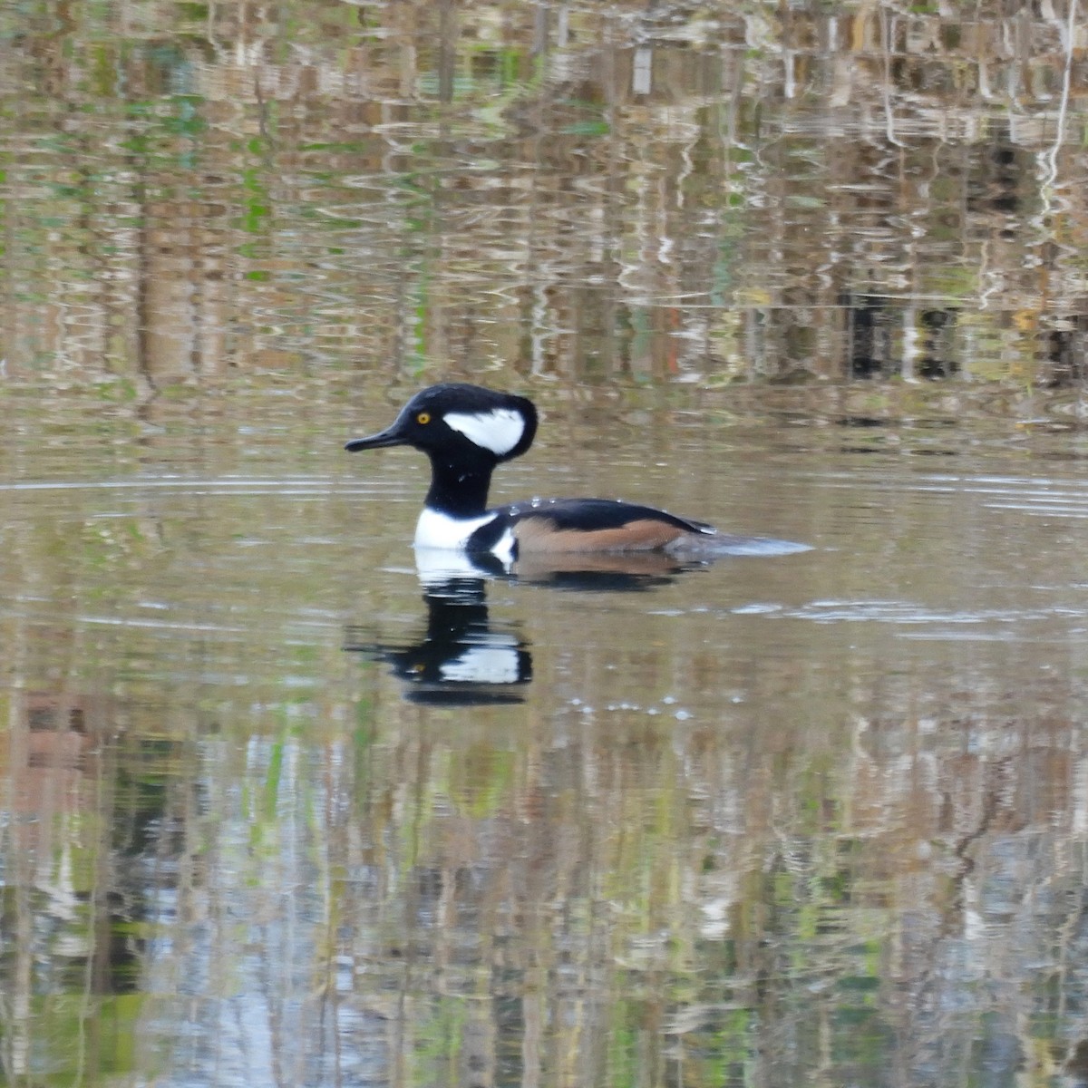 Hooded Merganser - ML646313739