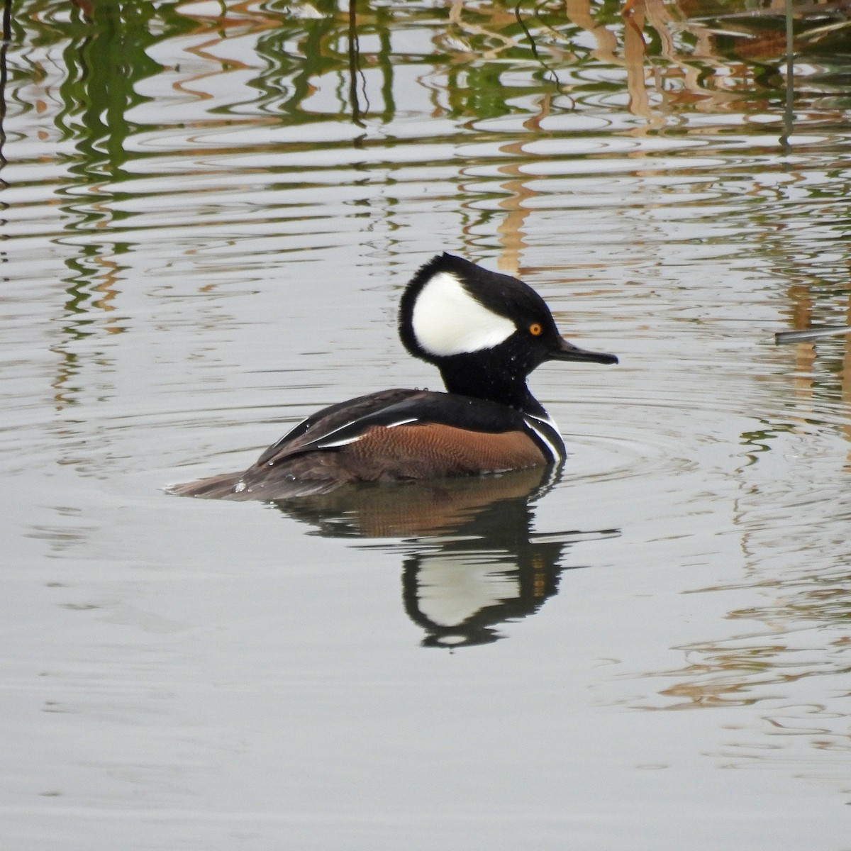 Hooded Merganser - ML646313740