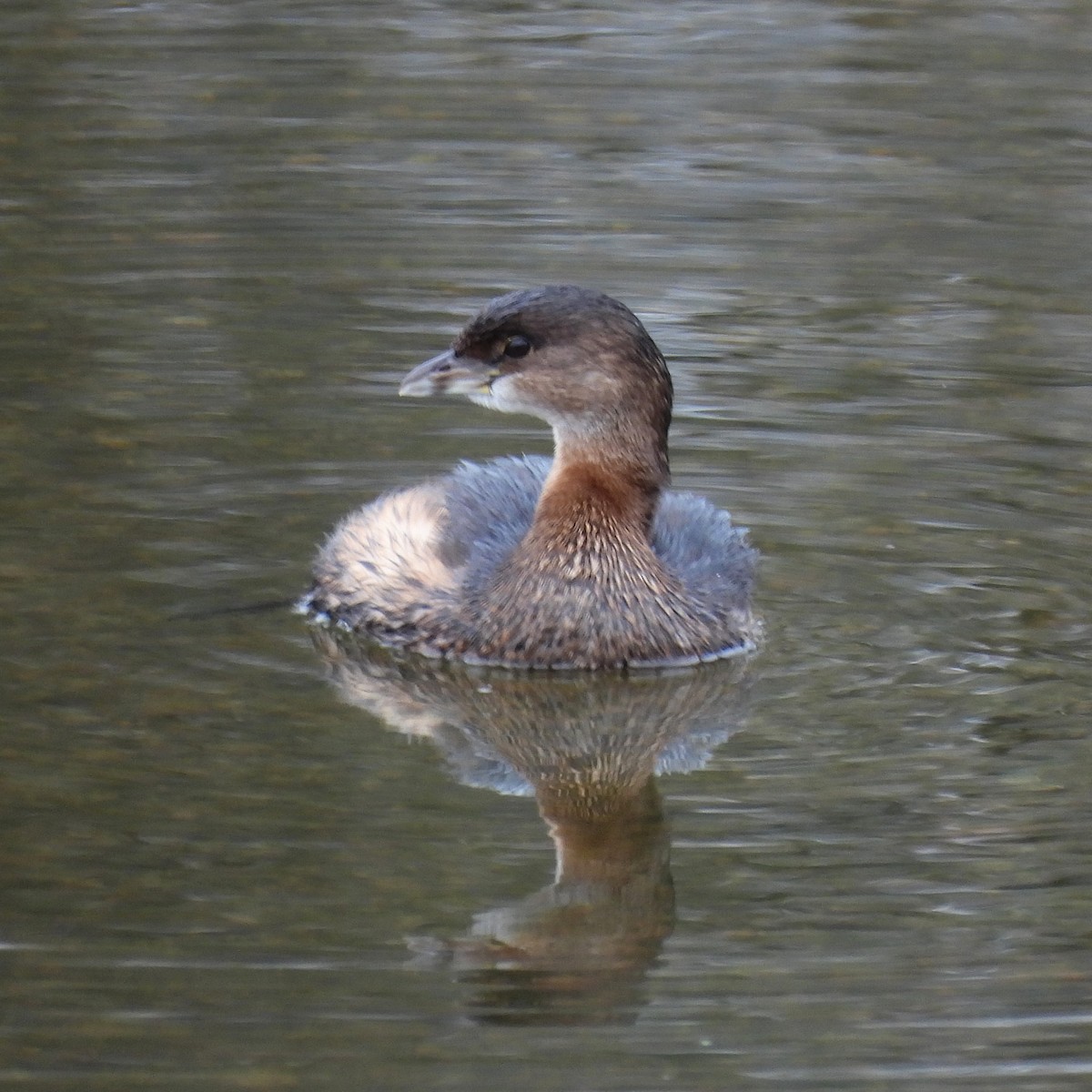 Pied-billed Grebe - ML646313741