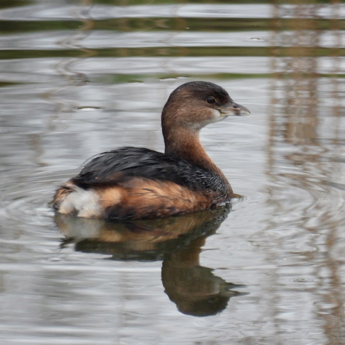Pied-billed Grebe - ML646313742
