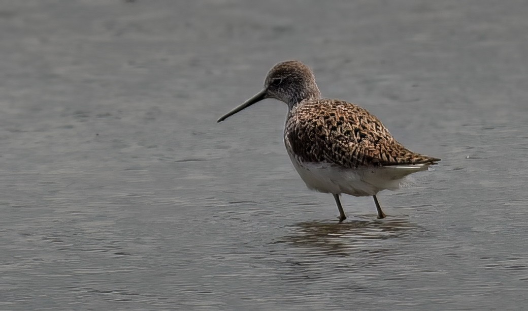 Marsh Sandpiper - ML646313743