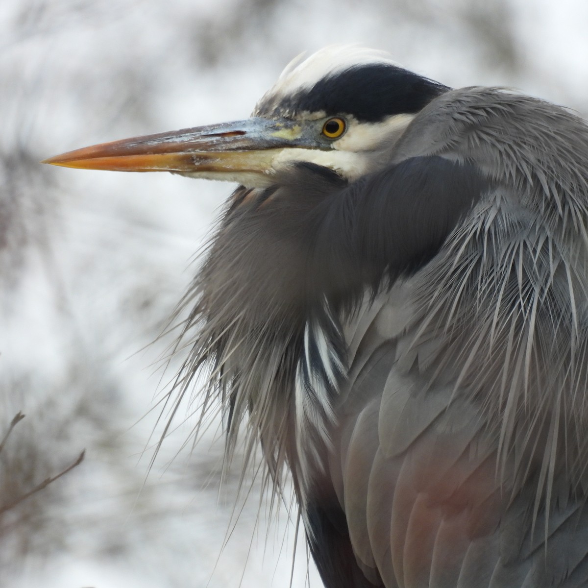 Great Blue Heron - ML646313746