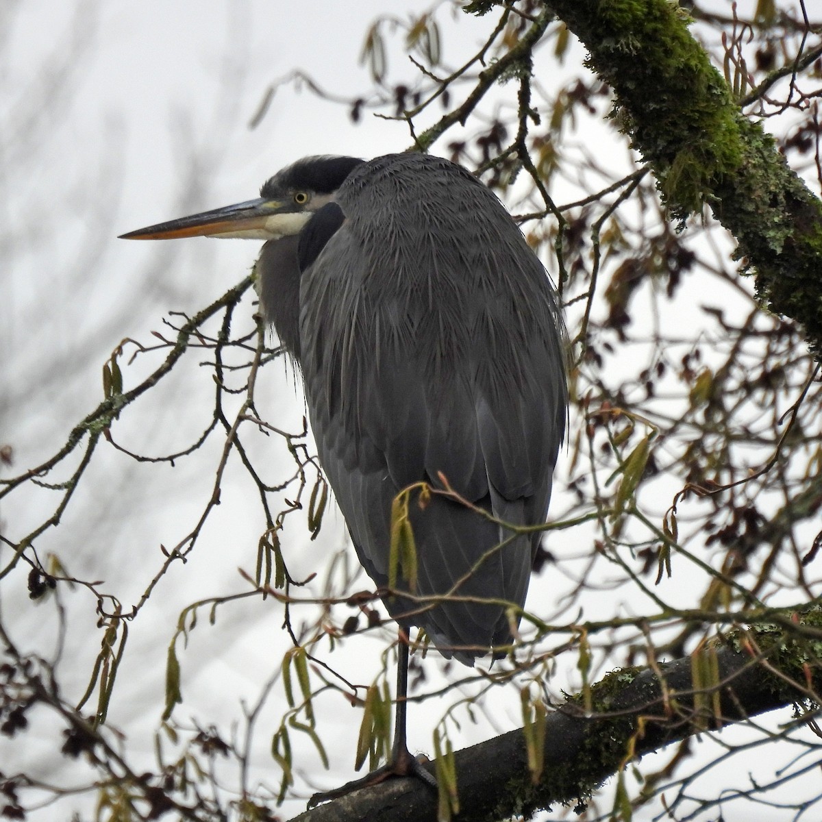 Great Blue Heron - ML646313747