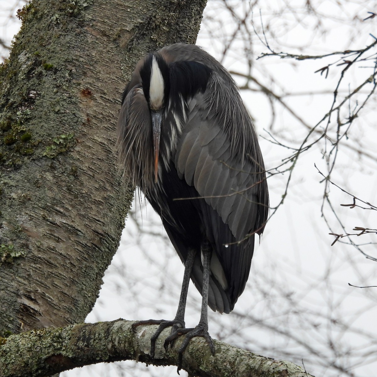 Great Blue Heron - ML646313748