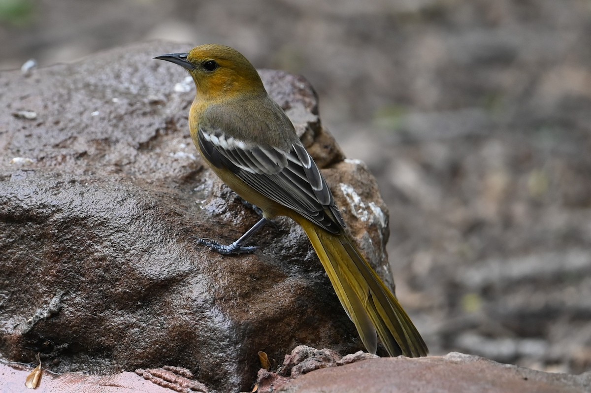 Hooded Oriole - ML646313749