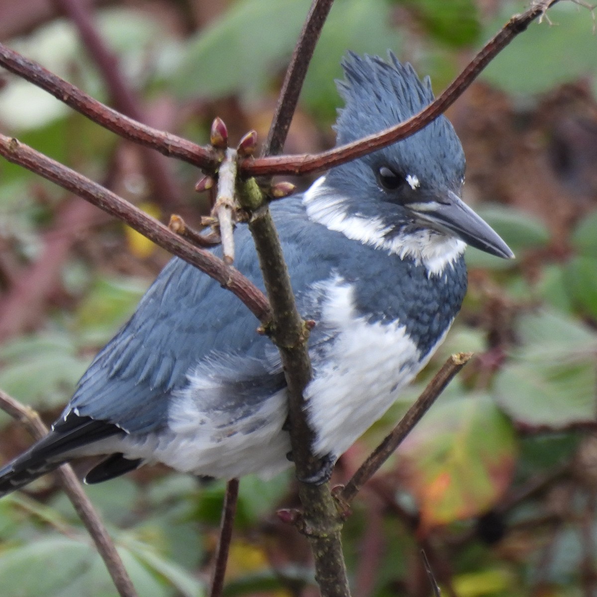 Belted Kingfisher - ML646313750