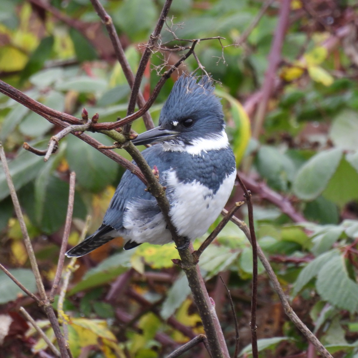 Belted Kingfisher - ML646313751