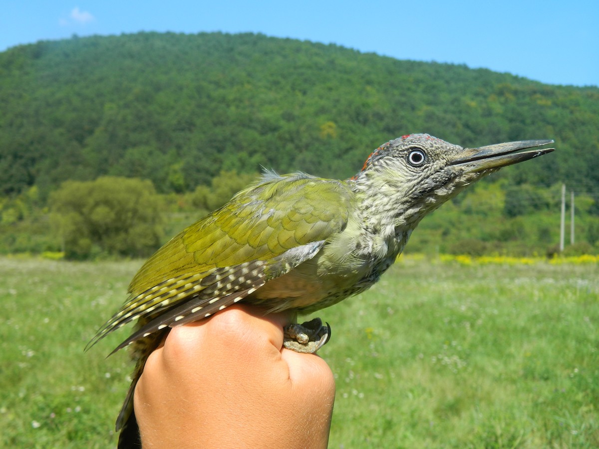 Eurasian Green Woodpecker - ML646313752