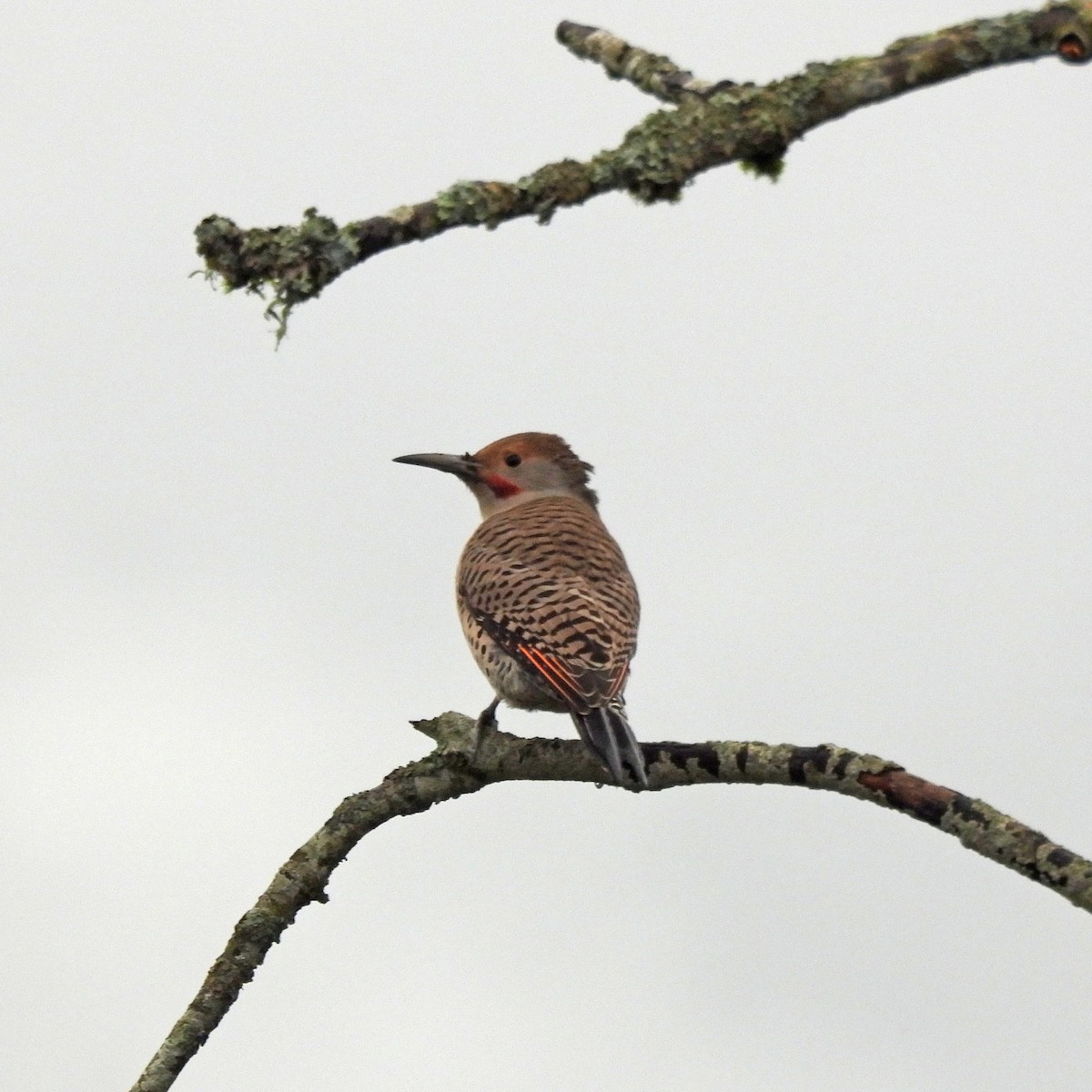 Northern Flicker - ML646313753