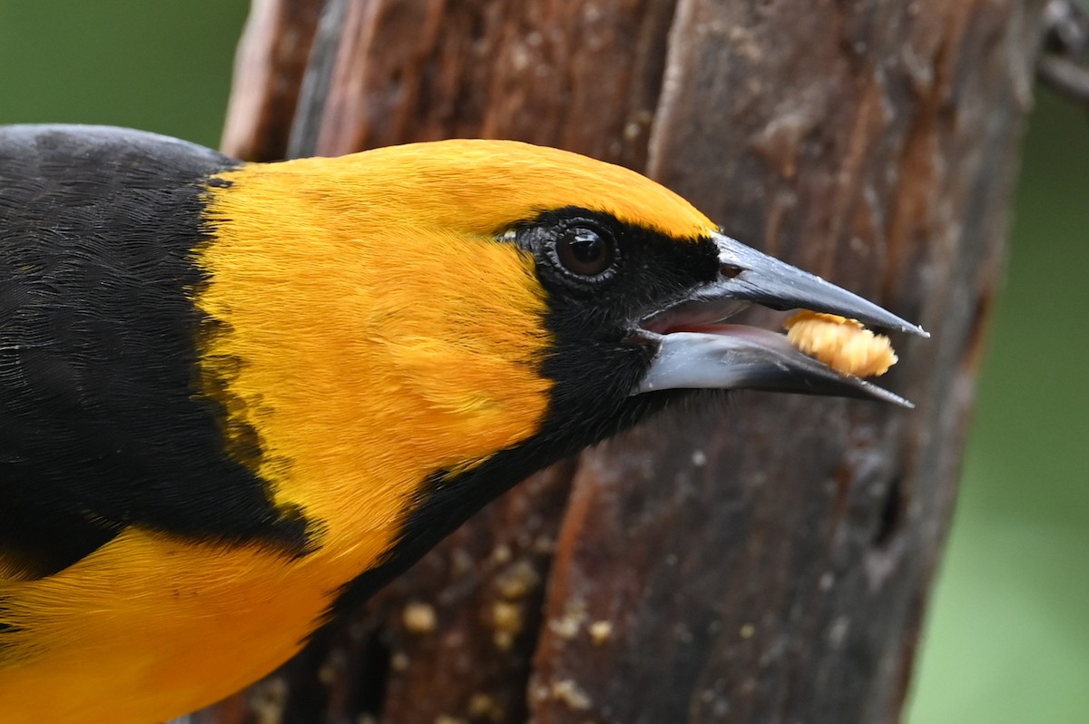 Altamira Oriole - ML646313755