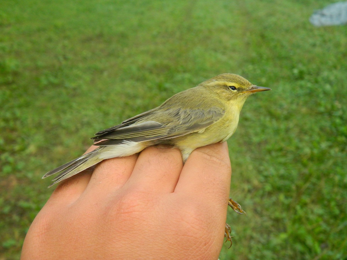 Willow Warbler - ML646313756