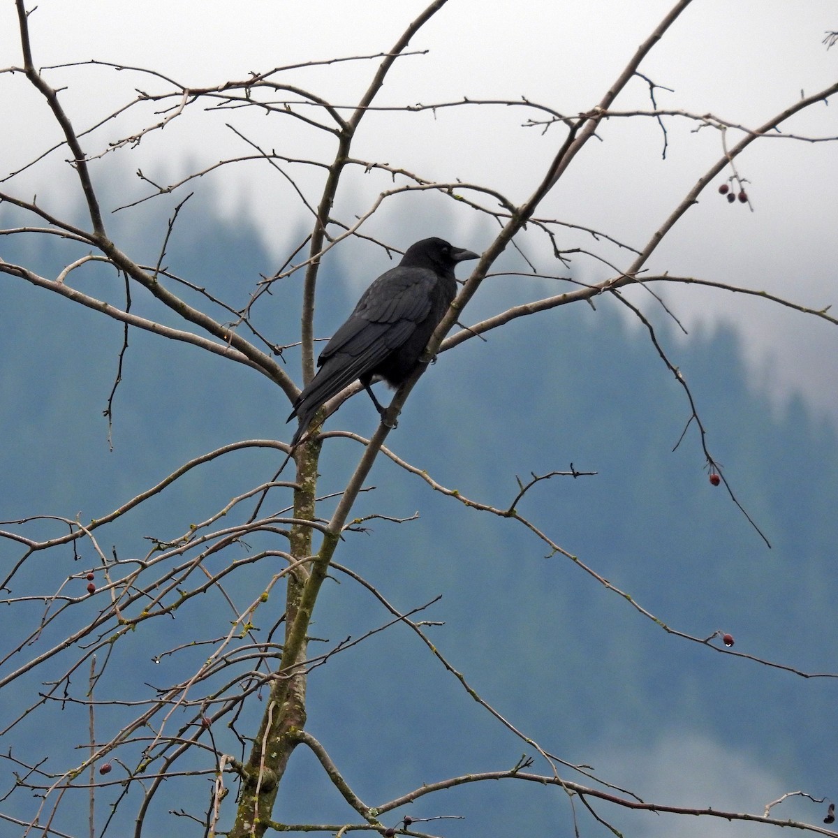 American Crow - ML646313757