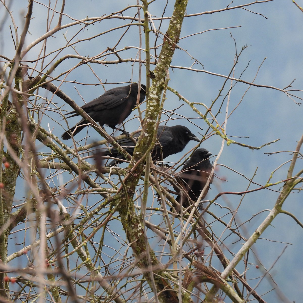 American Crow - ML646313758