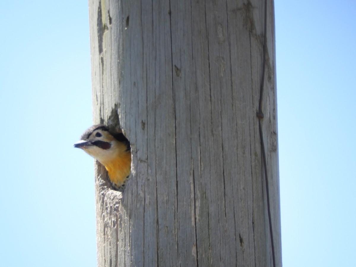 Campo Flicker - ML646313759