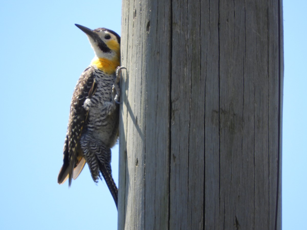 Campo Flicker - ML646313760