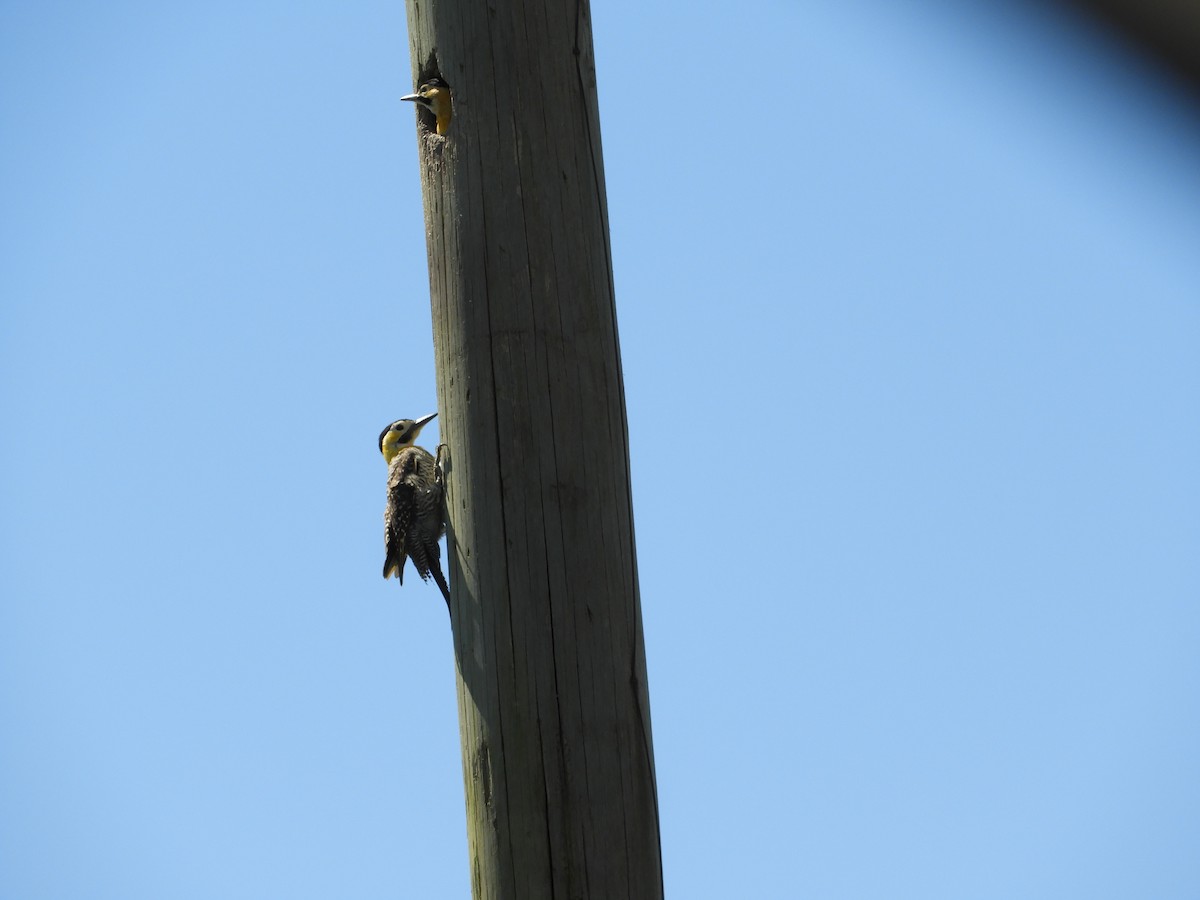 Campo Flicker - ML646313761