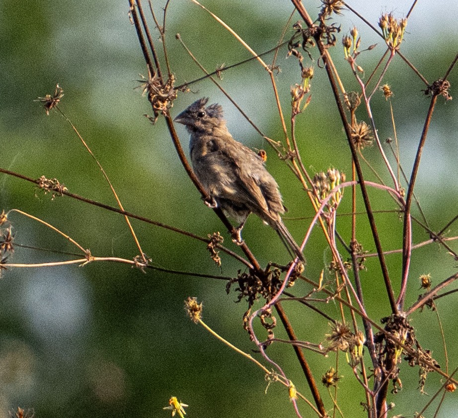 Blue Grosbeak - ML646313762