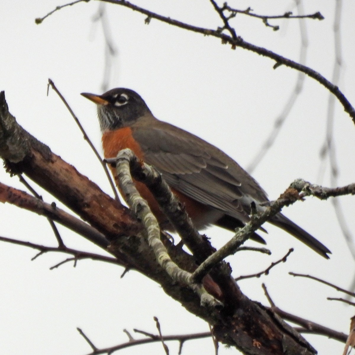 American Robin - ML646313767