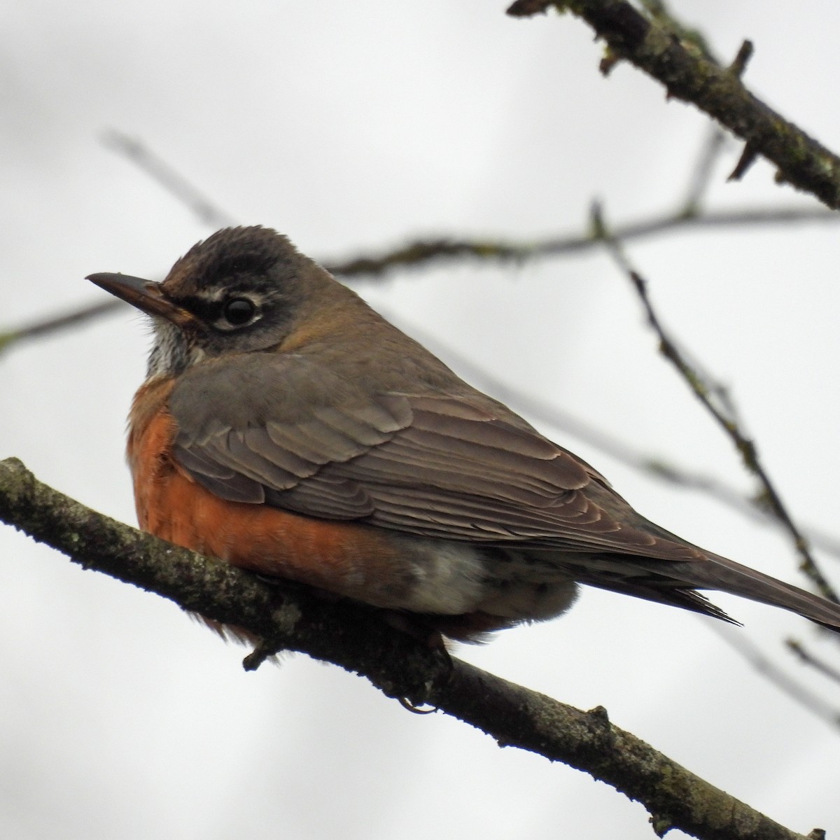 American Robin - ML646313773