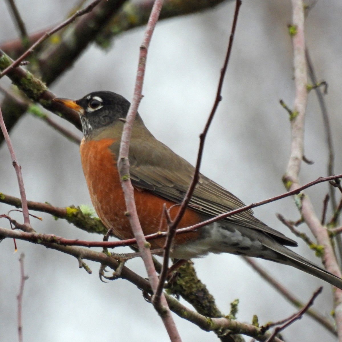 American Robin - ML646313774