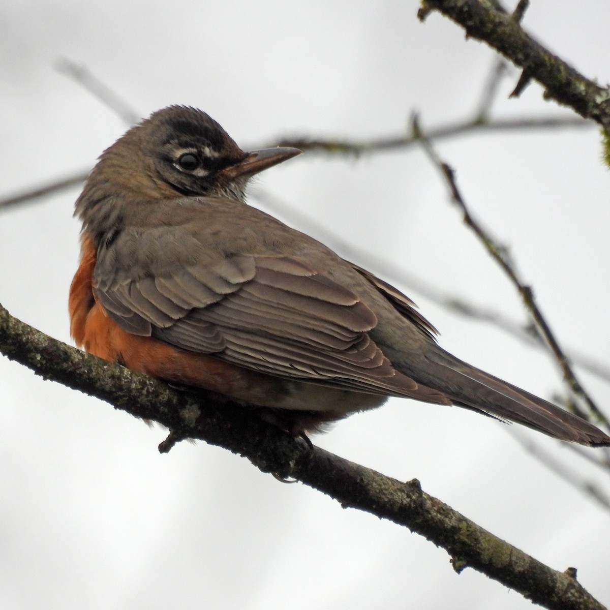 American Robin - ML646313775