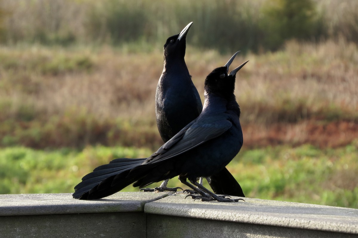 Boat-tailed Grackle - ML646313782