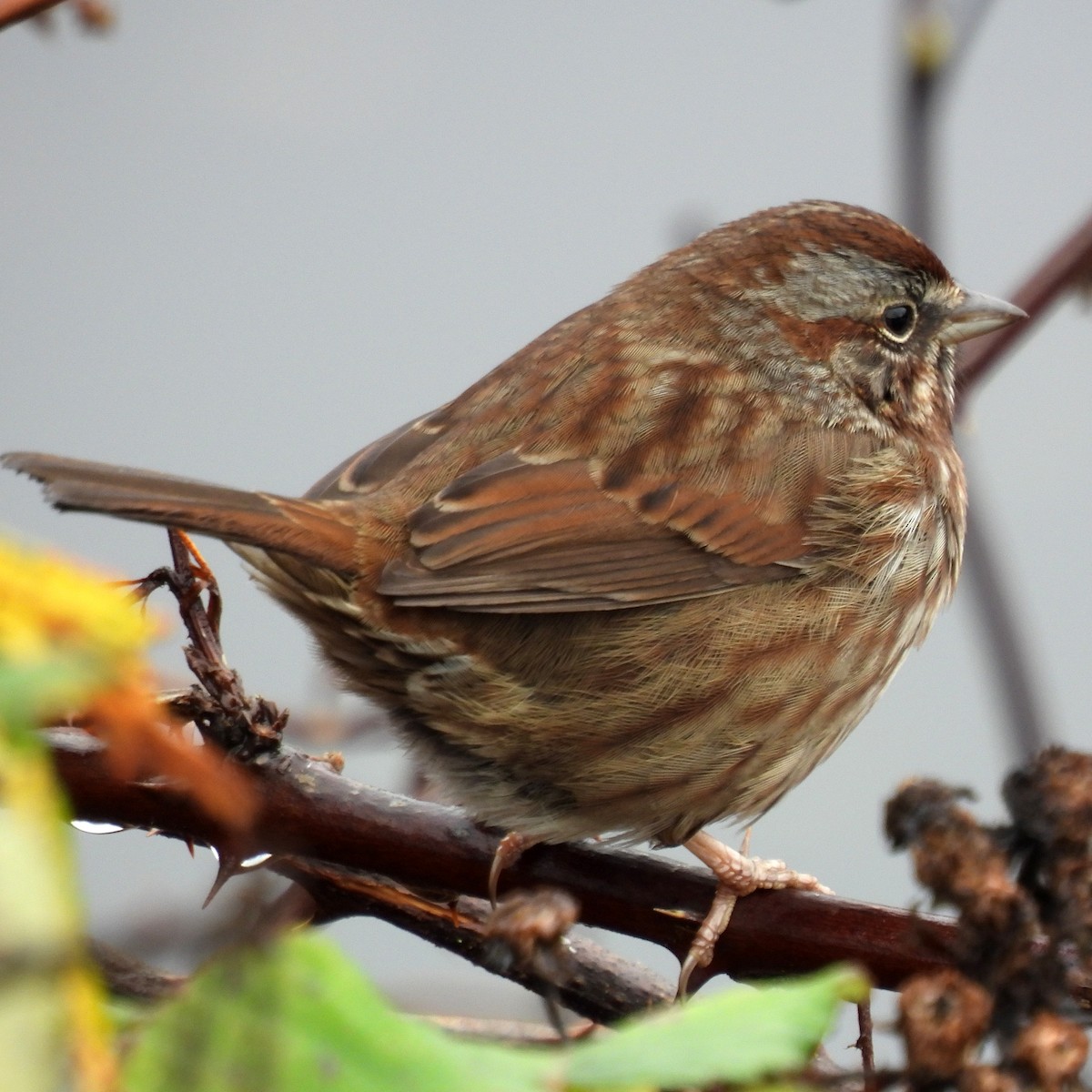 Song Sparrow - ML646313783