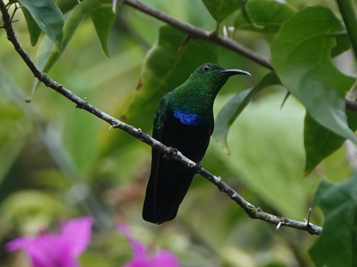 Green-throated Carib - ML646313784