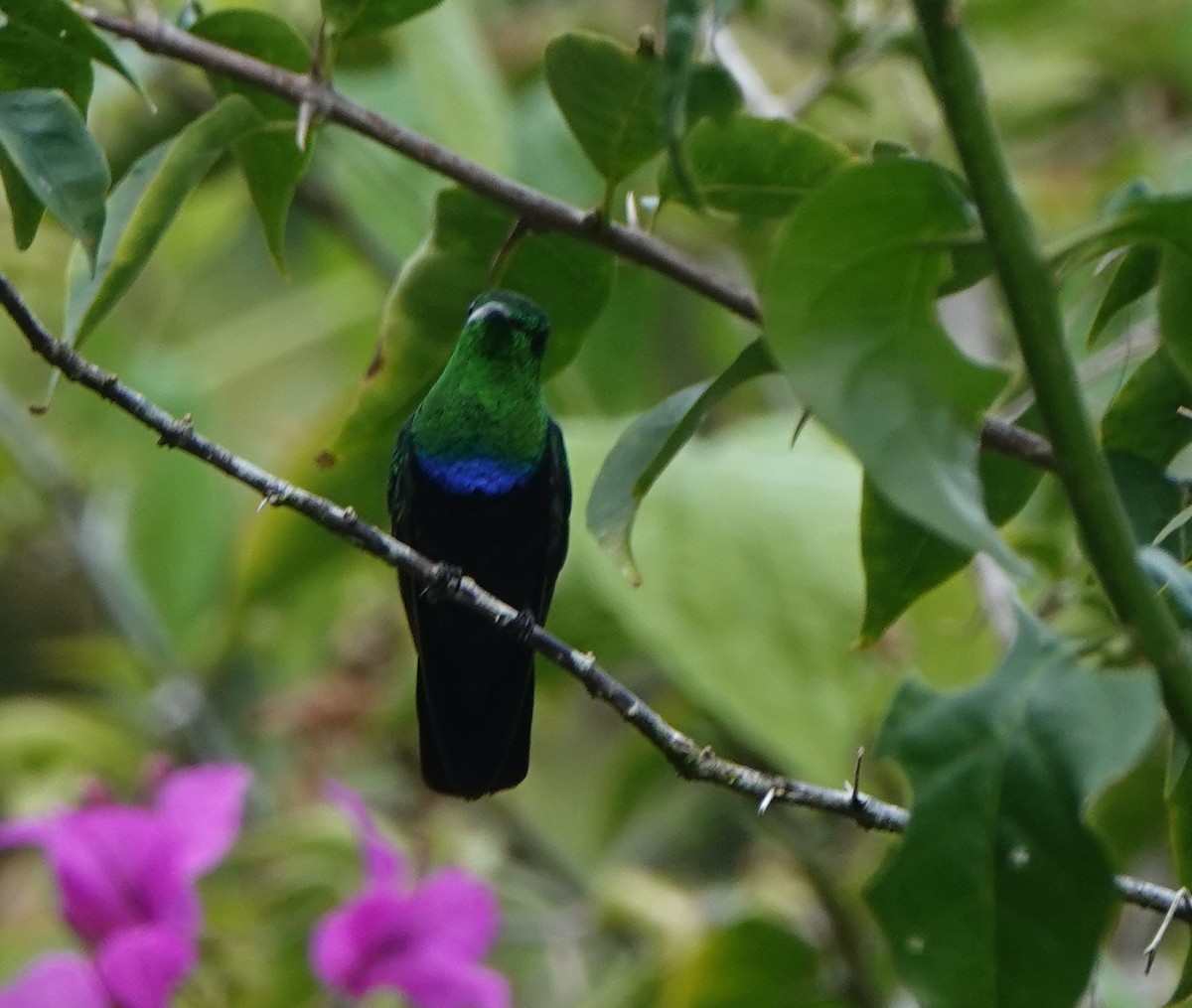 Green-throated Carib - ML646313785