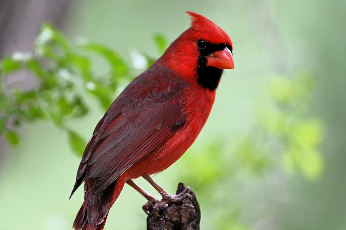Northern Cardinal - ML646313786