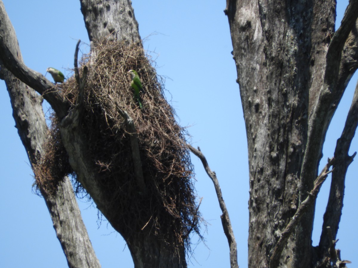 Mönchssittich - ML646313787