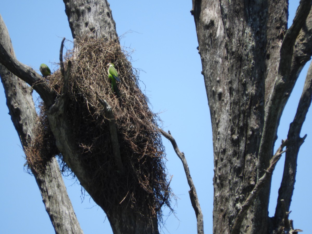 Mönchssittich - ML646313788