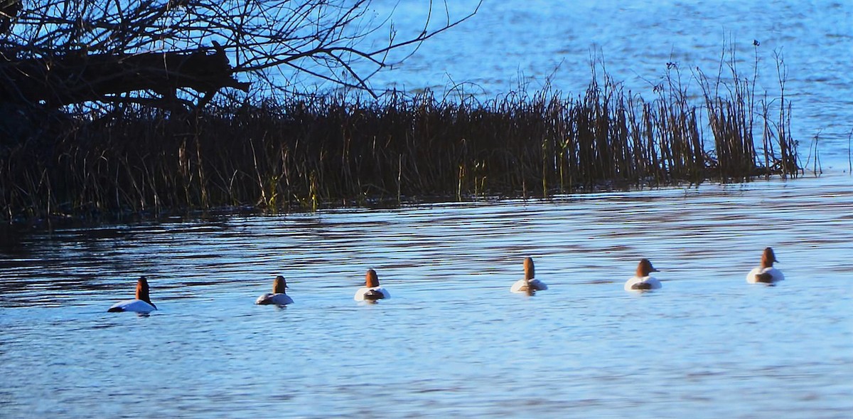 Porrón Coacoxtle - ML646313793