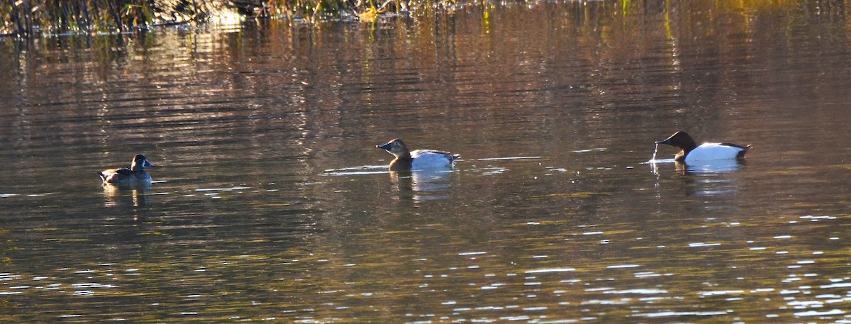 Porrón Coacoxtle - ML646313794