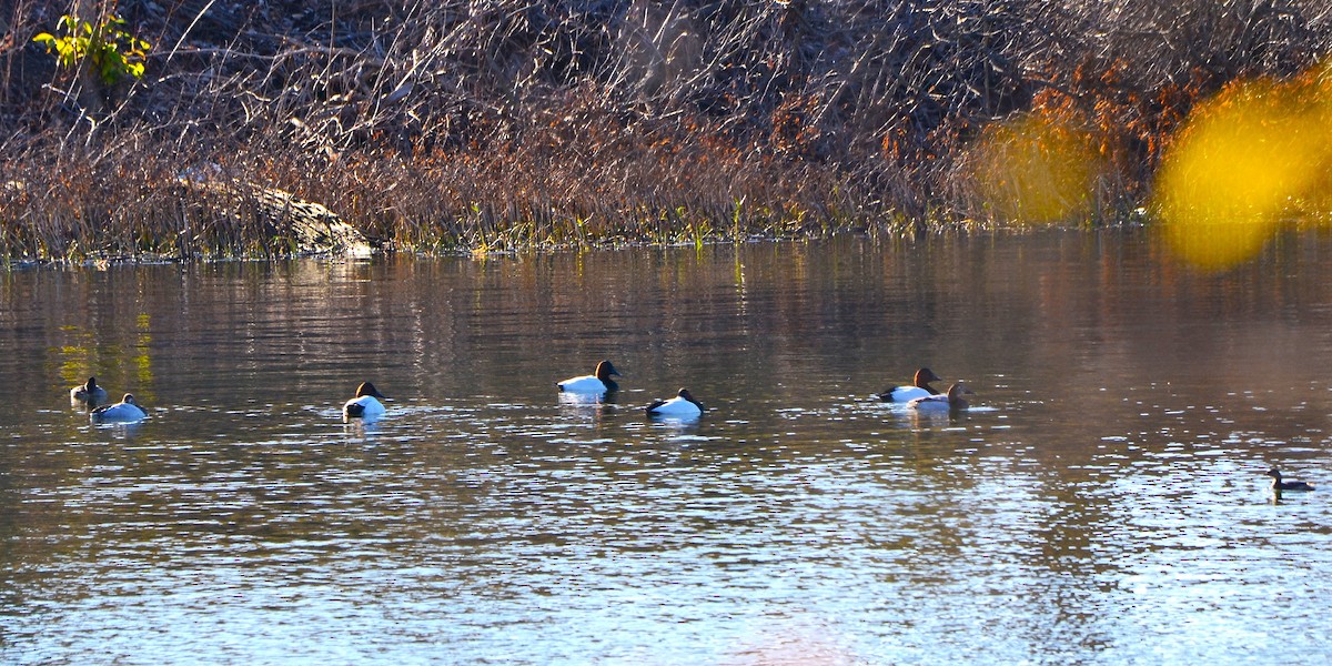 Porrón Coacoxtle - ML646313795