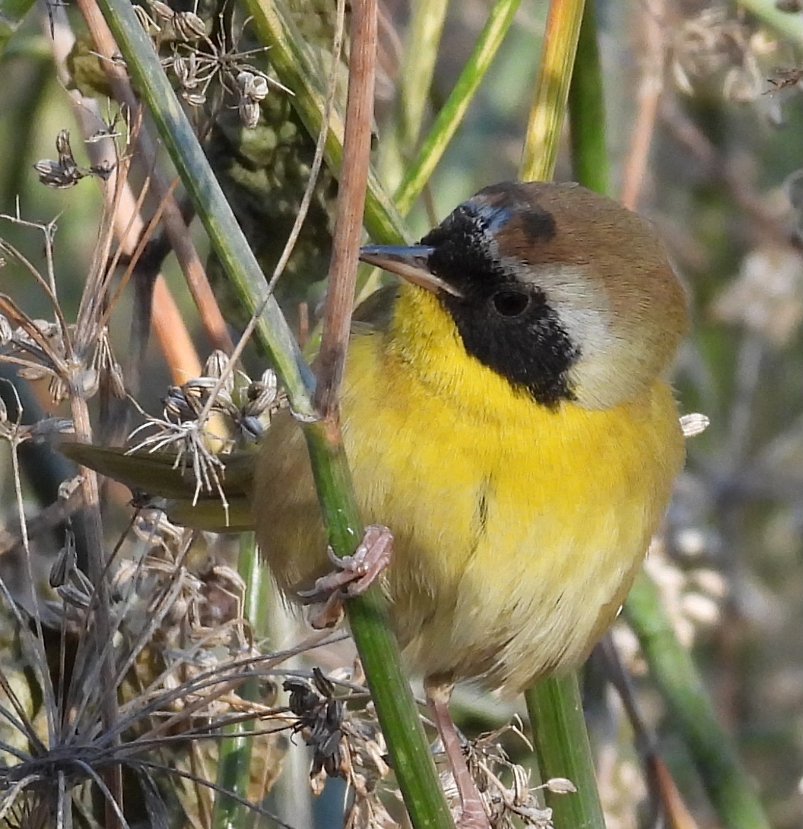 Common Yellowthroat - ML646313797