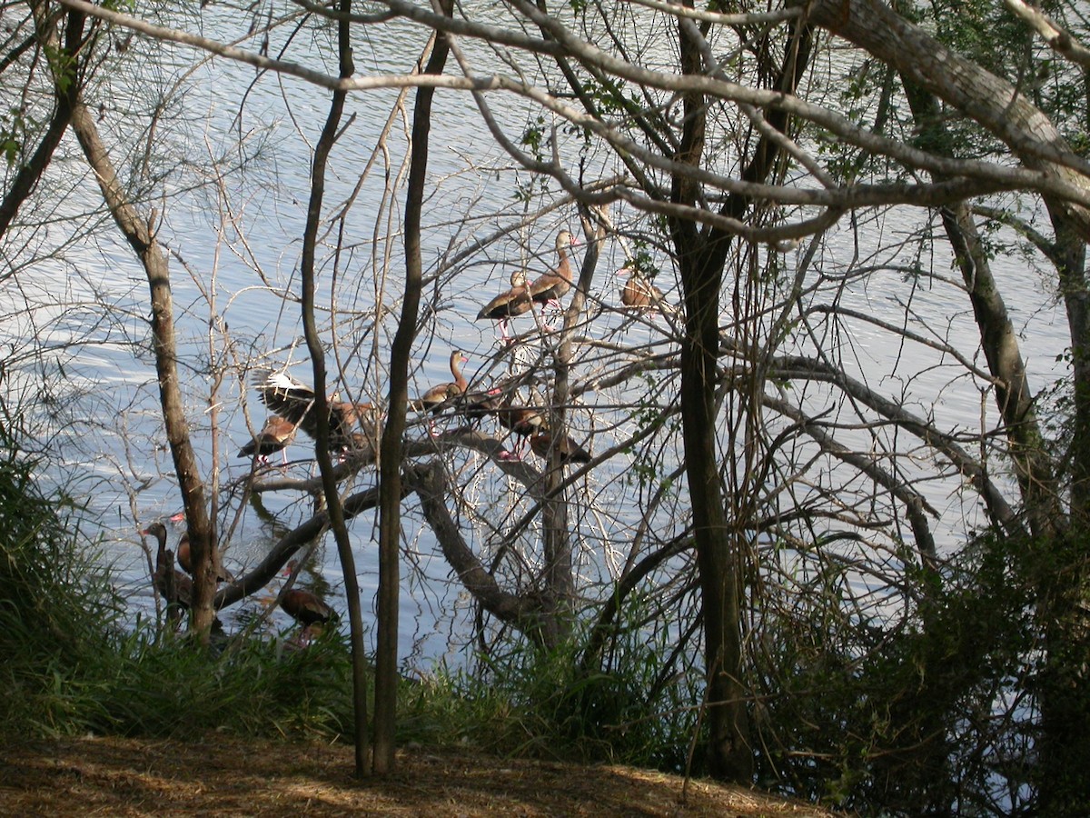 Black-bellied Whistling-Duck (Northern) - ML646313802