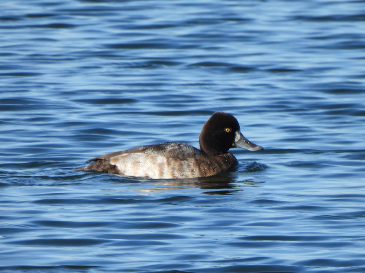 Lesser Scaup - ML646313805