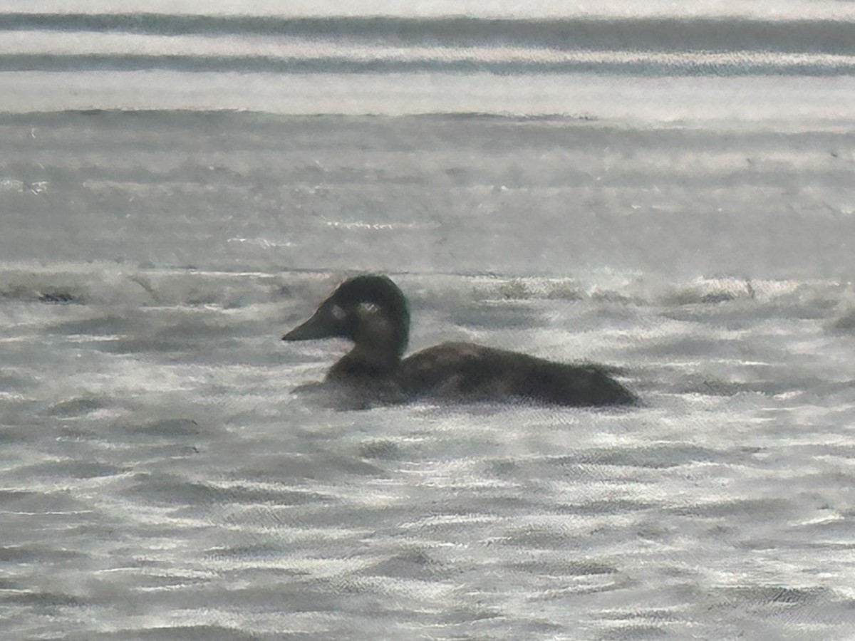 Surf Scoter - ML646313806